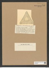 Triceratium calvescens Castr. (de-Toni-Nr.: Genus 140, Species 3929) Zeichnungen Sammlung Grunow Nr. 7416 (NHMW-BOT-W0376495)